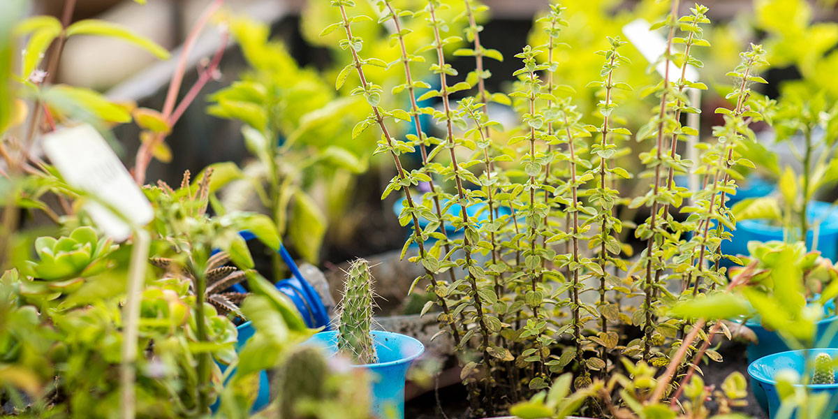 kairós - huerta organiza e hidroponia